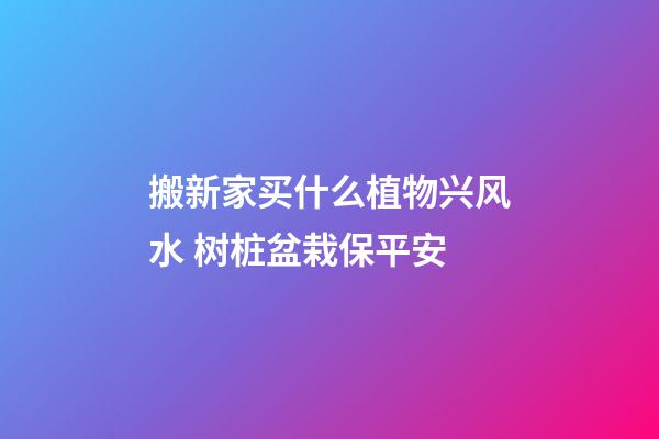 搬新家买什么植物兴风水 树桩盆栽保平安